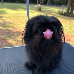 Bru - Brussels Griffon