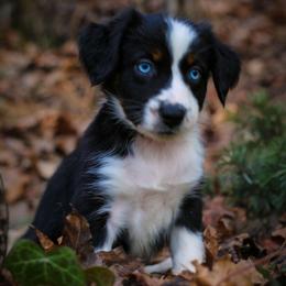Merry - Black tri-color female Australian Shepherd puppy in Colfax, Washington from Arbor hill Australian Shepherds