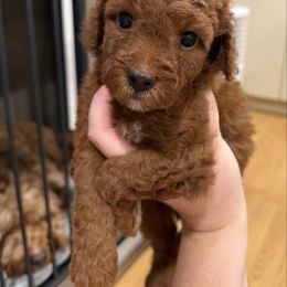 Poppy - Red female Cavapoo puppy in Honolulu, Hawaii from Aloha Paradise Poodles LLC