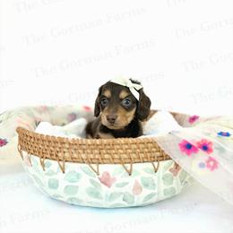 Rue - Chocolate and tan female Dachshund puppy in Greenville, North Carolina from The Gorman Farms