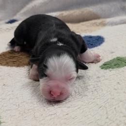 Josephine - Black tri female Miniature American Shepherd puppy in Leonard, Texas from Tin Roof Aussies