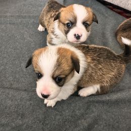 Pembroke Welsh Corgi All Grown Up from Fern Canyon Corgis