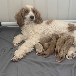 Poodle Puppies from Sunflower Poodles
