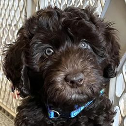 Australian Labradoodles from His Fame Australian Labradoodles