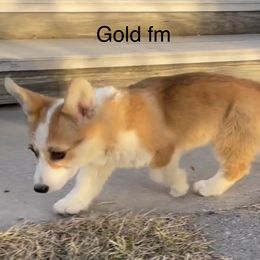 Pembroke Welsh Corgi puppies from Eaglerock Kennel