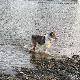 Aussiedoodles and Australian Shepherds from Danson Breeds