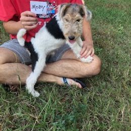 Wire Fox Terrier Puppies from Lyndon Meadow Farm