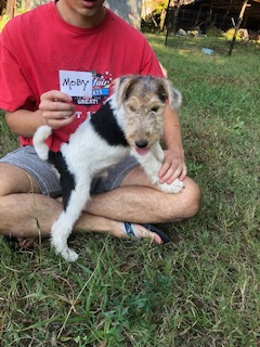 Wire Fox Terrier Puppies from Lyndon Meadow Farm