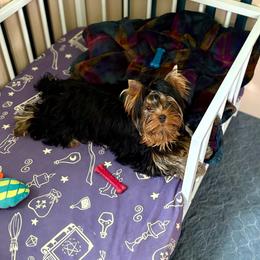 Velvet Diva Duchess - Yorkshire Terrier