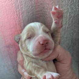 Fenloch Cougar - Golden female English Cocker Spaniel puppy in Phillips, Nebraska from Fenloch Gundogs