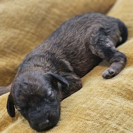 Jumbo - Sable male Cavapoo puppy in Copperas Cove, Texas from Grapeshot Poodles & Doodles LLC