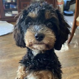 Cavapoos from Fur-Ever Home Cavapoos