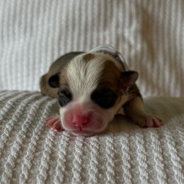 Female Spot 4 - Sable female Pembroke Welsh Corgi puppy in Battle Ground, Washington from Westbrooke Kennels