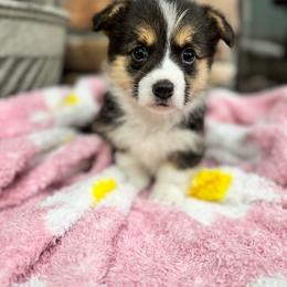 Liberty - Black and tan female American Corgi puppy in Tishomingo, Mississippi from Magnolia Trace Corgis