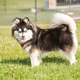 Gemini - Pomsky