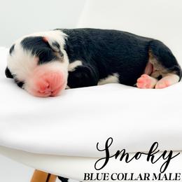 Smoky - Tri-color male Bernedoodle puppy in Tipton, Indiana from Country Creek Doodles