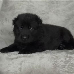 Light Purple - Black coat - Sable female German Shepherd puppy in Elijay, Georgia from Mission K9
