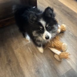Pomeranian and Pomsky Puppies from Pom Pom Pomskies-TN