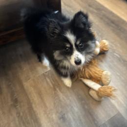 Pomeranian and Pomsky Puppies from Pom Pom Pomskies-TN