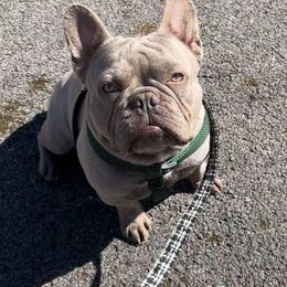 French Bulldog All Grown Up from Hudson Valley Frenchies
