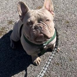 French Bulldog All Grown Up from Hudson Valley Frenchies