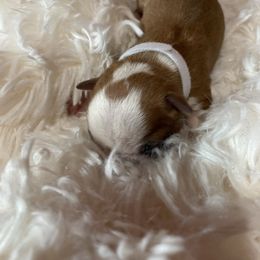 Crispy - Red male Boston Terrier puppy in Johnstown, Colorado from R&M Bostons