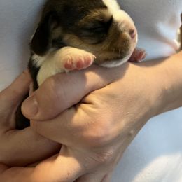 Boy 3 - Blue tan and white Beagle puppy in Crawfordville, Indiana from Flatbroke Beagles