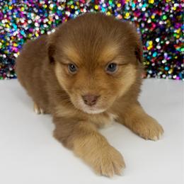 Sonya - Red tri female Toy Australian Shepherd puppy in Smithville, Arkansas from Cooper Creek Aussies