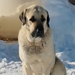 TALAT - Turkish Boz Shepherd