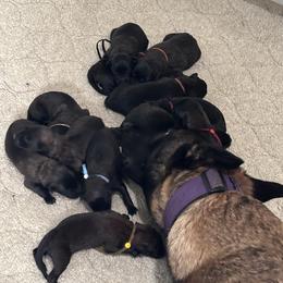 Girl 3 - Fawn sable female Belgian Malinois puppy in Chino, California from BlueStone K9