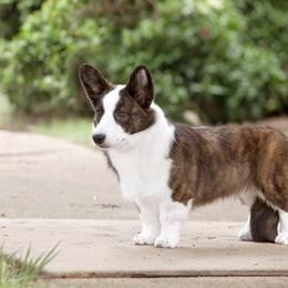 Cardigan Welsh Corgis and Pembroke Welsh Corgis from Rustic Spur Kennel