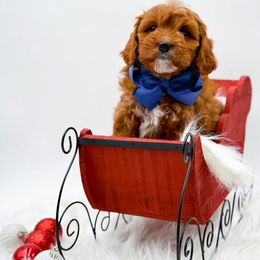Prancer - Red male Cavapoo puppy in North Carolina from NC Doodle Puppies