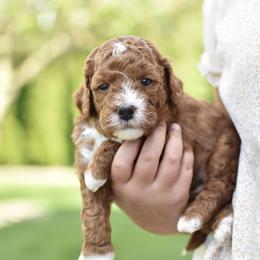 Bestie - Red  female Goldendoodle puppy in Berlin, Ohio from Doodle Babys