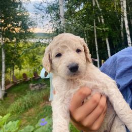 Shepherd - Cream male Goldendoodle puppy in Carlton, Minnesota from Lakeside Doodles MN