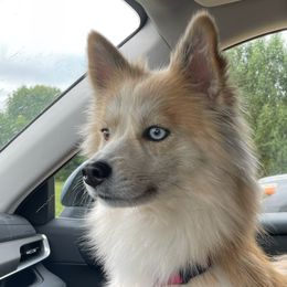 Pomskies from Blue Sky Pomsky