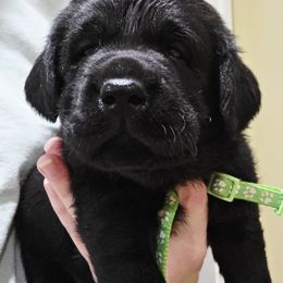 Green Collar - Black male Labrador Retriever puppy in Andrews, South Carolina from Leyland Cypress Retrievers