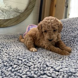 Purdy - Cream female Goldendoodle puppy in Deer Park, Washington from Doodle Paw Ranch