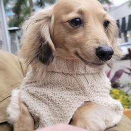 Dachshund Puppies from Meldox