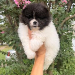 Bella - Black parti female Pomeranian puppy in Muskogee, Oklahoma from Wonderlust Pomeranians