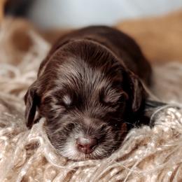 Booker - Chocolate male Australian Labradoodle puppy in Decatur, Alabama from Southern Meadows Doodles