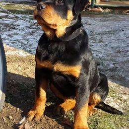 Rottweiler Puppies from Stalter Rottweilers