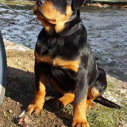 Rottweiler Puppies from Stalter Rottweilers
