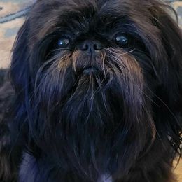 Shih Tzus from Belle River Shih Tzu