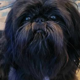 Shih Tzus from Belle River Shih Tzu