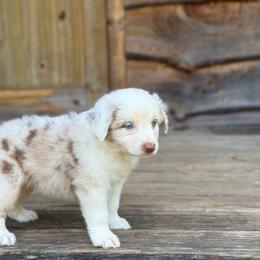 Briar - Red merle male Australian Shepherd puppy in Statesville, North Carolina from Charming Australian Shepherds