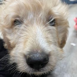 Liberty F1 ICA Apricot girl - Apricot female Pyredoodle puppy in Prescott, Washington from Washington Bernedoodles & Pyredoodles