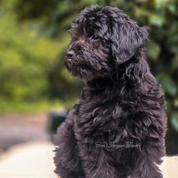 Pixie - Black and white female Aussiedoodle puppy in Centreville, Mississippi from Trin's Designer Doodles