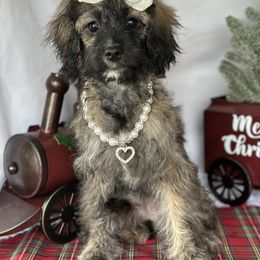 Cavapoo and Poodle Puppies from Gemini's Cavapoos
