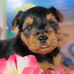 Pink collar girl - Black and tan female Yorkshire Terrier puppy in Jacksonville, Florida from Yorkieology