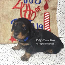 Black and Tan Longhair Male Blue Collar - Black and tan male Dachshund puppy in Cleveland, Tennessee from Kelly's Doxie Farm